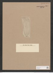 Surirella praerlara A. Schm. (de-Toni-Nr.: Genus 53, Species 2393) Zeichnungen Sammlung Grunow Nr. 4800 (NHMW-BOT-W0372948)